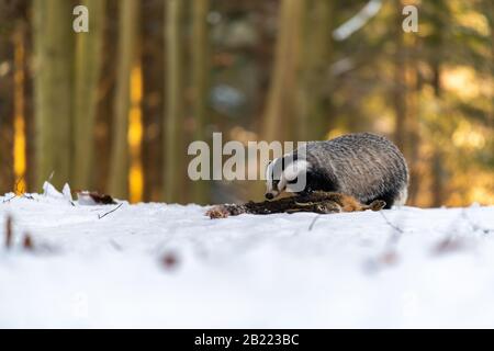 Badger (Meles meles) come una liebre en el bosque. El bosque está lleno de nieve. Foto de stock