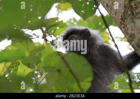 Mono de hojas plateadas o el langur plateado, isla Borneo Foto de stock