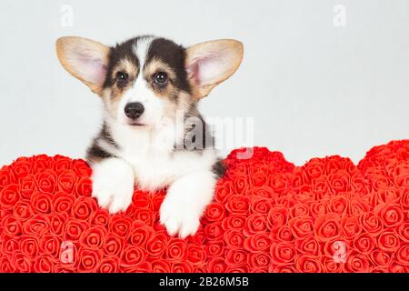 Cachorro de perro Corgi con rosas