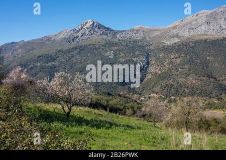 Vista de la Sierra de Grazalema desde el pueblo de Jimera de Libar en la provincia de Málaga, Andalucía. Foto de stock