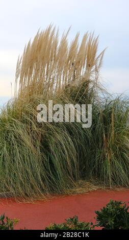 Hierba seca con ramillete de panículo agrupado en colmillos en otoño Foto de stock