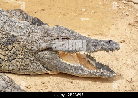 Gran cocodrilo del Nilo (Crocodylus niloticus) descansa sobre un suelo en Crocodile Park