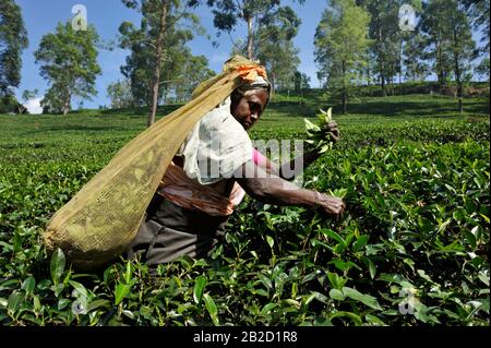 Sri Lanka, Nuwara Eliya, plantación de té, tamil mujer plycking hojas de té Foto de stock