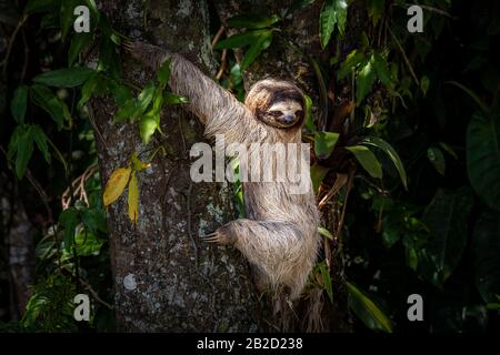 Perezoso de tres dedos de garganta marrón, joven, subiendo un árbol