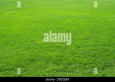 Césped de textura natural. La pasto verde de fondo Fotografía de stock