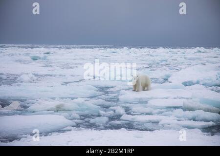 Oso Polar grande sobre el hielo flotante en el ártico. Svalbard, Noruega