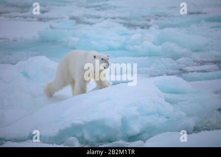 Oso Polar grande sobre el hielo flotante en el ártico. Svalbard, Noruega