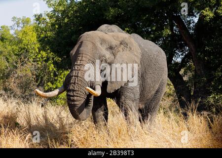 Gran Toro elefante africano (Loxodonta africana), el Parque Nacional Kruger, Sudáfrica