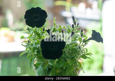 Petunia terciopelo negro fotografías e imágenes de alta resolución - Alamy