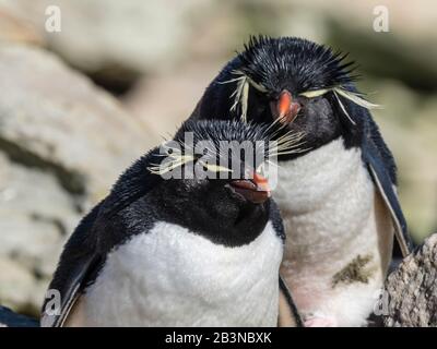 Pingüinos adultos del sur del rockhopper (Eudyptes chrysocome) en Nueva Isla, Islas Malvinas, América del Sur Foto de stock