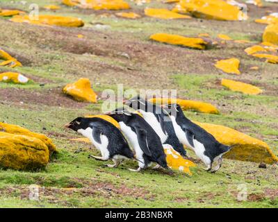 Pingüinos adultos del sur de la roca (Eudyptes chrysocome), en la isla de Saunders, Islas Malvinas, América del Sur Foto de stock