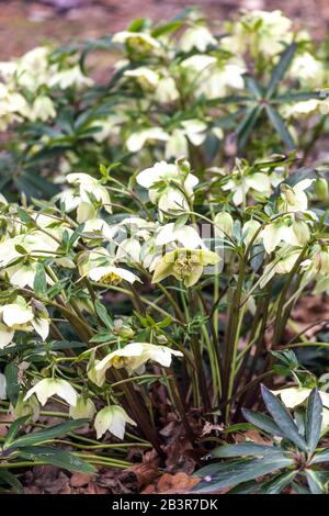 Blanco Lenten rosa Helleboro orientalis 'Frühlingssonne' en un jardín, Hellebore hellebore Foto de stock