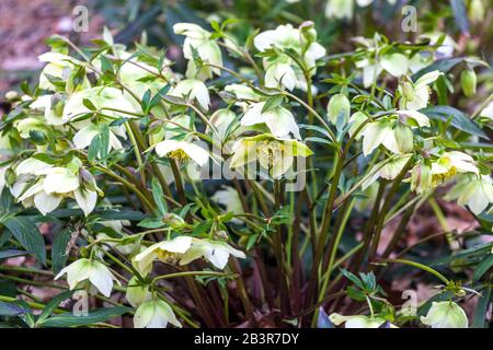 Blanco Lenten rosa Helleboro orientalis 'Frühlingssonne' en un jardín, Hellebore grupo hellebores Foto de stock