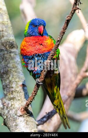 Lorikeet de coco, pájaro colorido encaramado en una rama