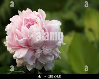Paeonia lactiflora Sarah Bernhardt. Doble rosa peonía. Paeonia lactiflora (Chino o peonía peonía jardín común). Una flor
