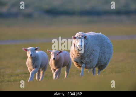 Ovejas domésticas (Ovis ammon f. aries), con dos corderos, Alemania, Schleswig-Holstein