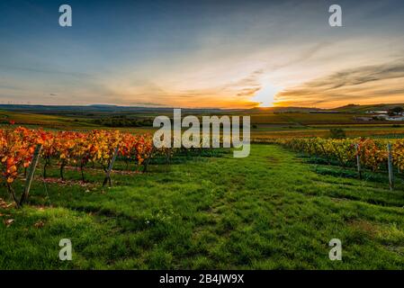 Otoño en el viñedo en un paisaje suavemente ondulado en Rheinhessen, ricos colores brillantes en octubre, ambiente nocturno con luz cálida, octubre dorado en su mejor momento, con puesta de sol
