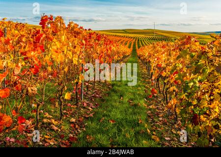 Otoño en el viñedo en un paisaje suavemente ondulado en Rheinhessen, ricos colores brillantes en octubre, ambiente nocturno con luz cálida, Octubre de Oro en su mejor momento,