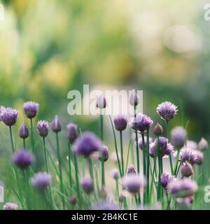 Cebolletas, Allium schoenoprasum Foto de stock