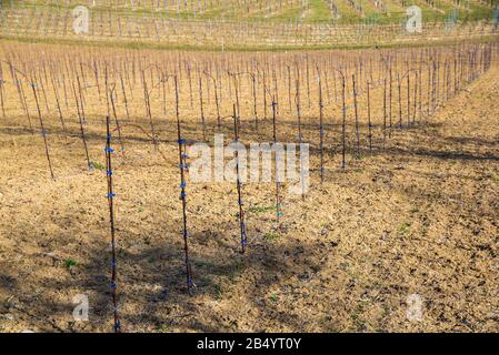 Panorama de viñedos. Sur Kastenburg Estiria viajes in situ Foto de stock
