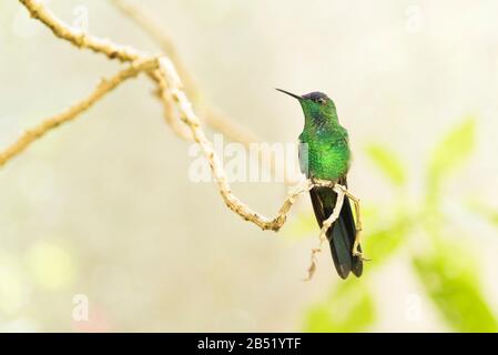 Macho colibrí de madera con tapa violeta, Thalurania glaucopis, de pie sobre una rama de árbol. Vista frontal. Iguazú, Brasil. Foto de stock