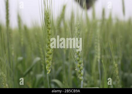 Plántulas de trigo jóvenes que crecen en un campo