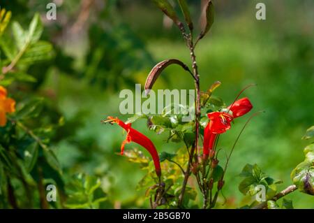 Flame trompeta o Naranja trompeta, también conocida comúnmente como flamevina o naranja trompeta, es una especie de planta del género Pyrostegia de la familia Bigno