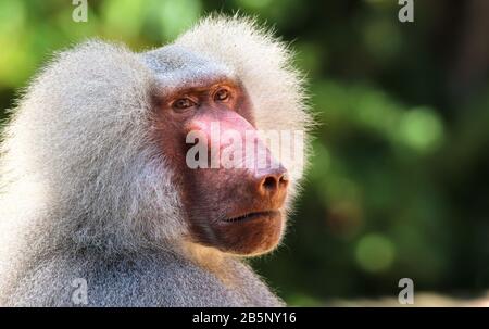 Adulto viejo mono baboon (Pavian, Papio hamadryas) cerca expresión de la cara observando mirando vigilante mirando la cámara con el fondo verde bokeh fuera f