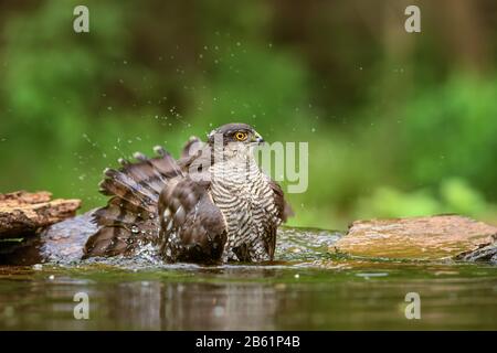 Sparrowhawk Eurasian - Accipiter nisus, hermoso pájaro de presa de bosques y bosques euroasiáticos, Hortobagy, Hungría. Foto de stock
