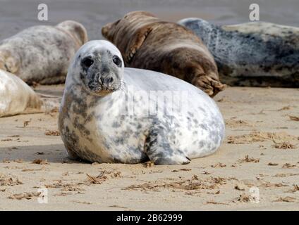 Las focas grises del Atlántico (Halichoerus grypus antlanticus) se saludaron por el muda en la playa de Horsey, Norfolk, ahora una colonia de cría para estos animales. Foto de stock