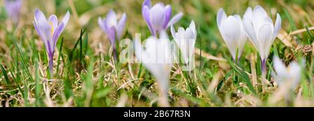 Panorama einer Blumenwiese mit Krokus Foto de stock