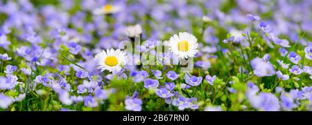 Panorama einer Blumenwiese mit Frühlingsblumen Foto de stock