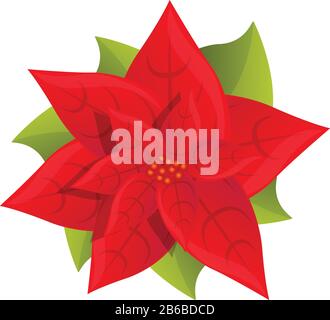 Flor de nochebuena euforbio pulcherrima navidad estrella Imágenes  vectoriales de stock - Alamy