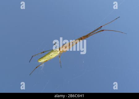 Notador de araña de patas largas amarillas (lat. Tetragnatha) en la web contra el cielo azul Foto de stock