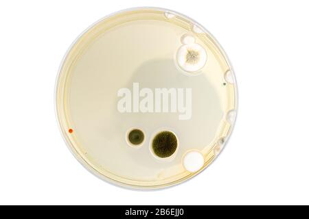 Placa Petri con mezcla de colonias de bacterias