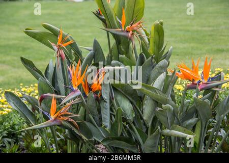 Strelizie con flores en forma de pico naranja Fotografía de stock - Alamy