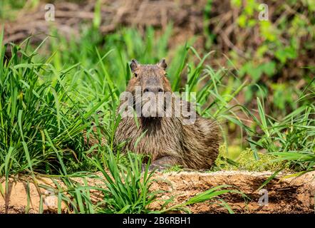 Capybara cerca del río en la hierba. Brasil. Parque Nacional Pantanal. América del Sur Foto de stock