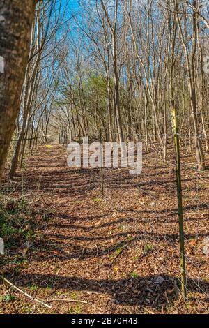 Un sendero a lo largo de una valla metálica en un bosque con hojas caídas en el suelo y un vibrante cielo azul en un día soleado en invierno Foto de stock