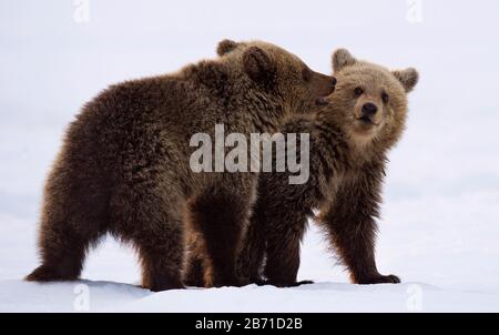 Bear Cubs están jugando en la nieve. Hábitat natural. Oso marrón, Nombre científico: Ursus Arctos Arctos. Foto de stock