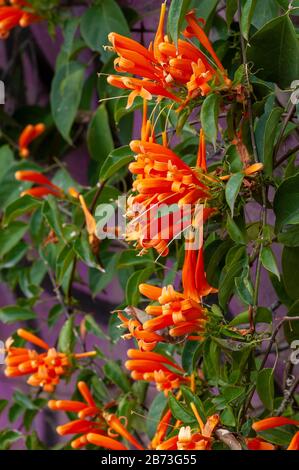 Pyrostegia venusta, también conocida como flamevina o trompeta de naranja, es una especie de planta del género Pyrostegia de la familia Bignoniaceae orig