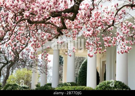 Washington, Estados Unidos De América. 12 de marzo de 2020. Los árboles de Magnolia se ven en flor el jueves, 12 de marzo de 2020, en el Jardín de Rosas de la Casa Blanca. Gente: Presidente Donald Trump Crédito: Storms Media Group/Alamy Live News