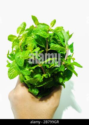 Una imagen de hojas de menta Foto de stock