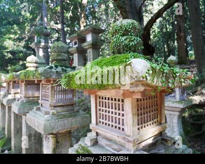 Faroles de piedra mossy que rodean un templo en Japón Foto de stock
