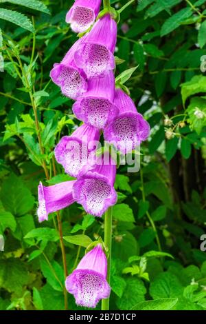 Flores color rosa brillante Foxglove floreciendo sobre un fondo de follaje verde.