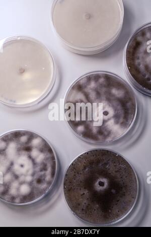 Cultivo microbiológico en una placa de Petri para la investigación de biociencias farmacéuticas. Concepto de ciencia, laboratorio y estudio de enfermedades.