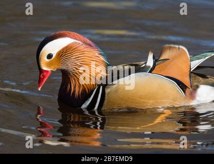 Drake Mandarin Ducks (Aix galericulata) nadar en un lago bajo el sol, Peak District, South Yorkshire Reino Unido