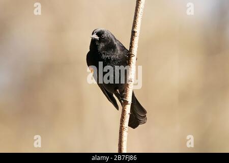 Aves negras de alas rojas encaramadas en el pantano Foto de stock