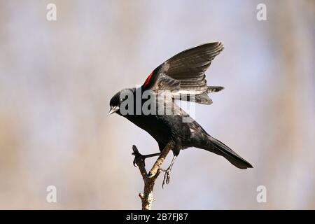 Aves negras de alas rojas encaramadas en el pantano Foto de stock