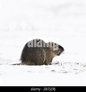Coipo / River Rat / Nutria ( Myocastor coypus ) en invierno, alimentándose de tierras cubiertas de nieve, vida silvestre, Europa. Foto de stock
