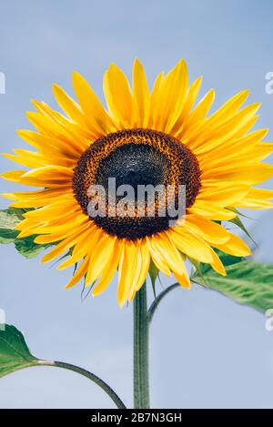 Primer plano de girasol orgánico de origen casero que crece en un jardín  vegetal contra el cielo azul brillante Fotografía de stock - Alamy